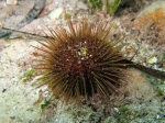 Paracentrotus lividus Paracentrotus lividus