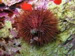 Paracentrotus lividus Paracentrotus lividus
