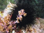 Arbacia lixula Arbacia lixula