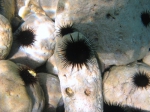 Arbacia lixula Arbacia lixula