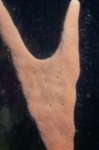 Agelas cervicornis Agelas cervicornis