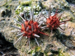 Stylocidaris cf. affinis Stylocidaris cf. affinis