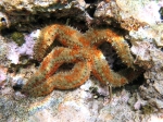 Marthasterias glacialis