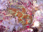 Marthasterias glacialis