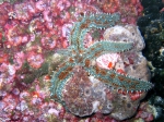 Marthasterias glacialis