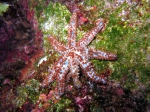 Coscinasterias tenuispina