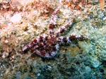 Coscinasterias tenuispina