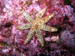 Coscinasterias tenuispina