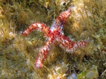 Coscinasterias tenuispina