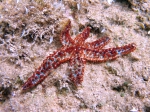Coscinasterias tenuispina