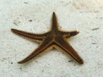 Astropecten bispinosus