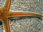 Astropecten bispinosus