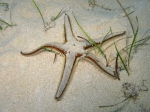 Astropecten bispinosus