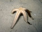 Astropecten bispinosus
