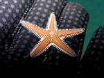 Astropecten bispinosus (juvenile)