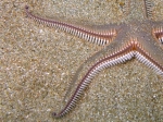 Astropecten bispinosus