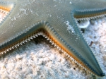 Astropecten jonstoni