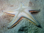 Astropecten jonstoni
