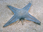 Astropecten jonstoni