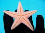 Astropecten jonstoni