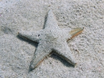 Astropecten jonstoni