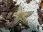 Astropecten jonstoni