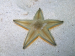 Astropecten jonstoni