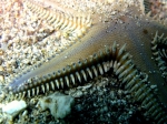 Astropecten platyacanthus