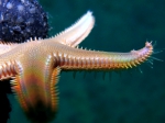 Astropecten platyacanthus