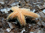 Astropecten platyacanthus