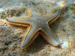 Astropecten platyacanthus 