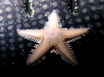 Astropecten platyacanthus (juvenile)