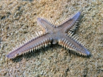 Astropecten platyacanthus