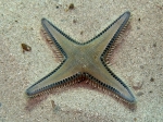 Astropecten platyacanthus