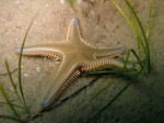 Astropecten platyacanthus