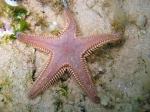 Astropecten platyacanthus