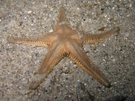 Astropecten platyacanthus