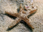 Astropecten spinulosus