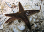 Astropecten spinulosus