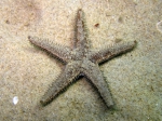 Astropecten spinulosus