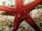 Astropecten spinulosus