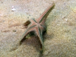 Astropecten spinulosus