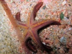 Astropecten spinulosus