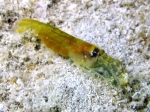 Alpheus cf. dentipes
