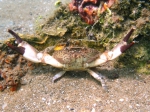 Eriphia verrucosa
