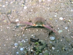 Decapoda