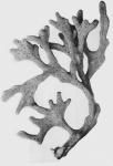Spongia arborescens holotype Spongia arborescens holotype