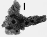 Clathria oroides lectotype Clathria oroides lectotype