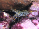 Palaemon serratus Palaemon serratus
