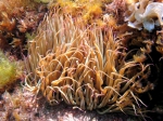 Hexacorallia